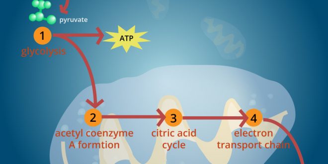 Aerobic cycle discount