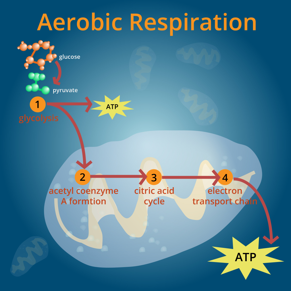 Aerobic Respiration Part Plantlet