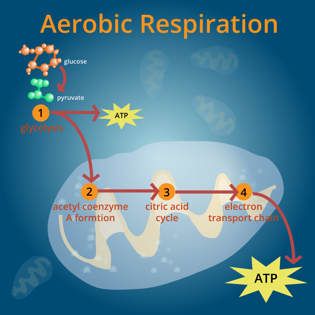 Aerobic Respiration Concept Map Lake Livingston State 9278