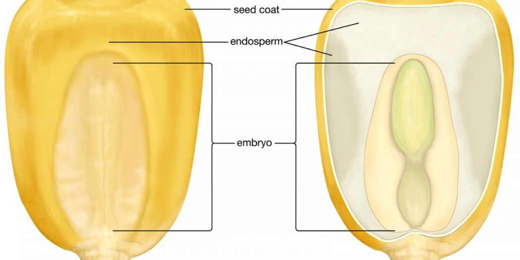 endosperm-it-s-types-in-angiosperms-plantlet