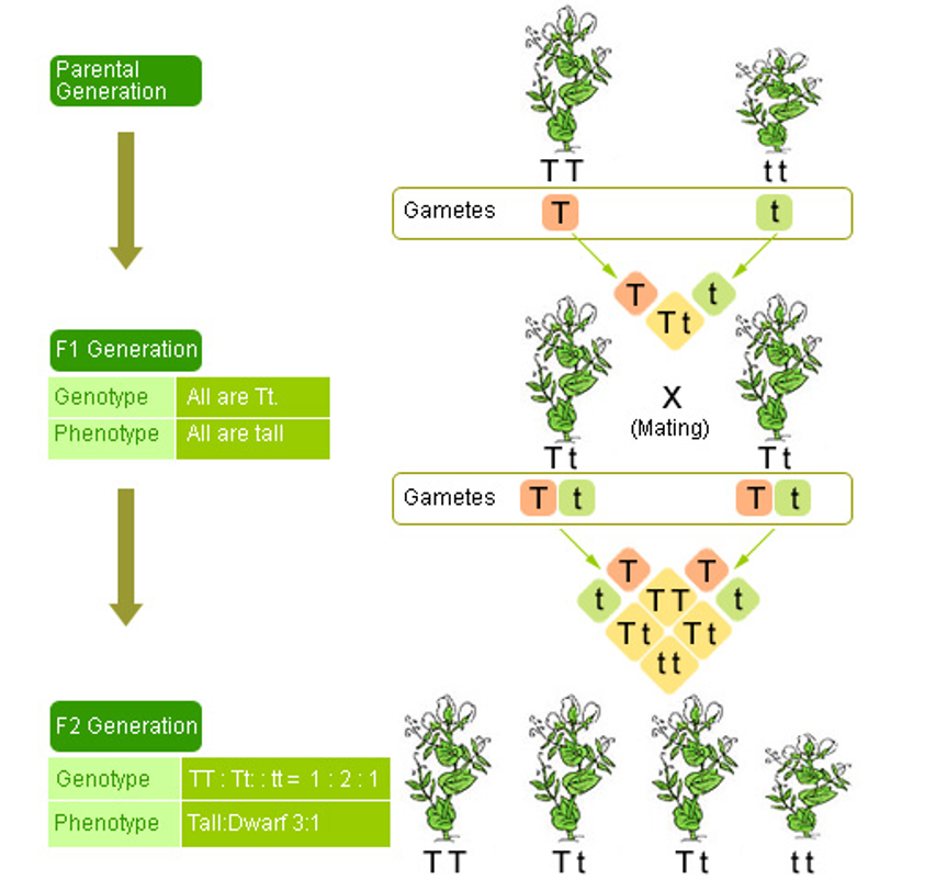 NOTE: Mendel studied seven traits which appeared in two discrete forms, rather than continuous characters which are often difficult to distinguish. When "true-breeding" tall plants were crossed with "true-breeding" short plants, all of the offspring were tall plants. The parents in the cross were the P1 generation, and the offspring represented the F1 generation. The trait referred to as tall was considered dominant, while short was recessive. Dominant traits were defined by Mendel as those which appeared in the F1 generation in crosses between true-breeding strains. Recessives were those which "skipped" a generation, being expressed only when the dominant trait is absent. Mendel's plants exhibited complete dominance, in which the phenotypic expression of alleles was either dominant or recessive, not "in between". When members of the F1 generation were crossed, Mendel recovered mostly tall offspring, with some short ones also occurring. Upon statistically analyzing the F2 generation, Mendel determined the ratio of tall to short plants was approximately 3:1. Short plants have skipped the F1 generation, and show up in the F2 and succeeding generations. Mendel concluded that the traits under study were governed by discrete (separable) factors. The factors were inherited in pairs, with each generation having a pair of trait factors. We now refer to these trait factors as alleles. Having traits inherited in pairs allows for the observed phenomena of traits "skipping" generations.