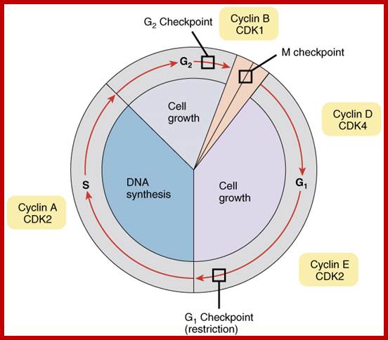 cell cycle diagram with checkpoints