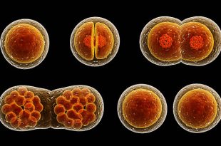 Visualization of cell division under microscope.
