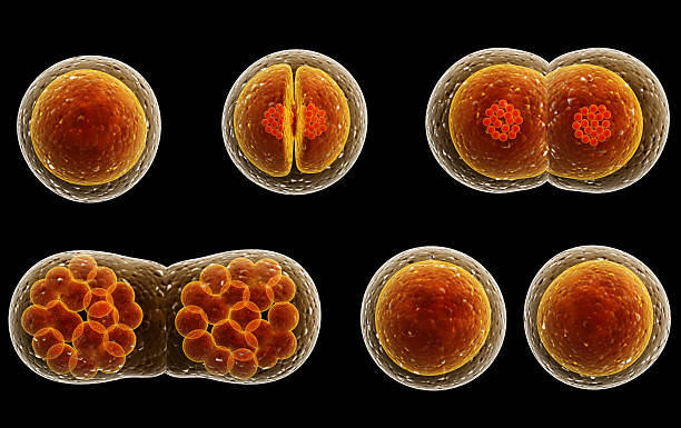 Cell Division: Types, Stages & Processes : Plantlet