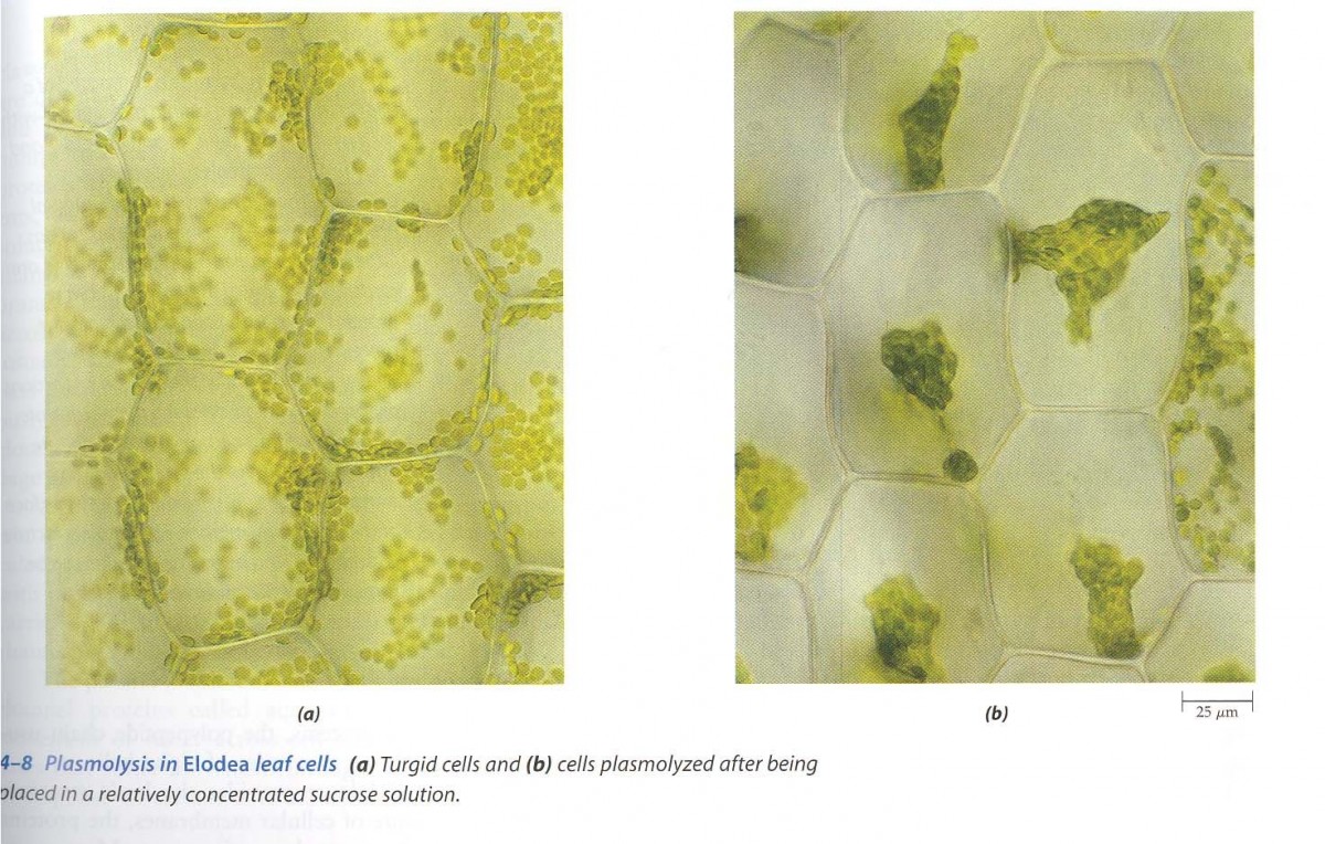 Solution Types Plasmolysis And Imbibition Plantlet