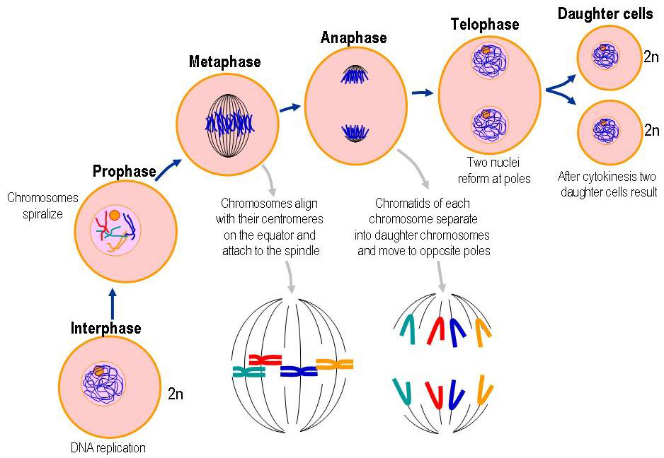 Plant Cell Diagram Chromosomes