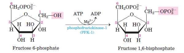Фруктоза ферменты. Fructose phosphate. Фруктозо 1 фосфат. Fructose-6-phosphate. Галактофураноза - 6 - фосфат.