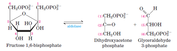 Фруктоза 1 фосфат альдолаза. Фруктозо-1,6-фосфатальдолаза. Дигидроксиацетон фосфат. Фруктоза-1,6-фосфат строение.