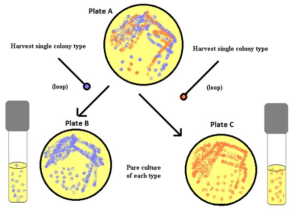 Cultivation of Microorganisms: Types of Culture Medium : Plantlet