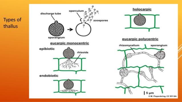 An Overview of Chytridiomycetes : Plantlet