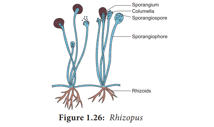 An Overview of Chytridiomycetes : Plantlet