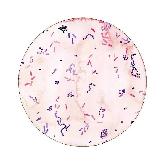 Cultivation of Microorganisms: Types of Culture Medium : Plantlet