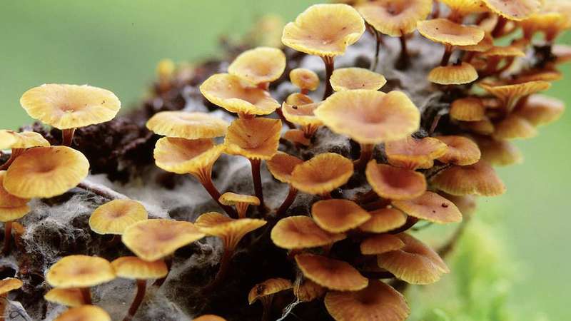 agaricales-agarics-boletes-plantlet