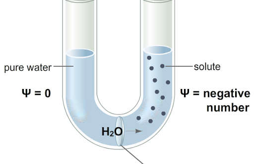 concept-of-water-potential-plantlet