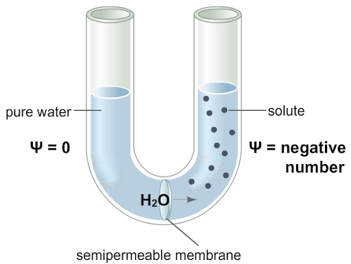 aim of water potential experiment