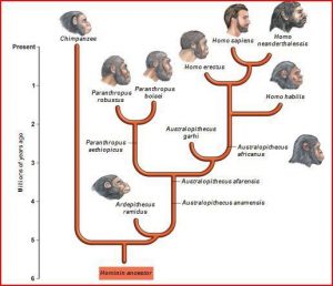 Allele or phylogenetictree