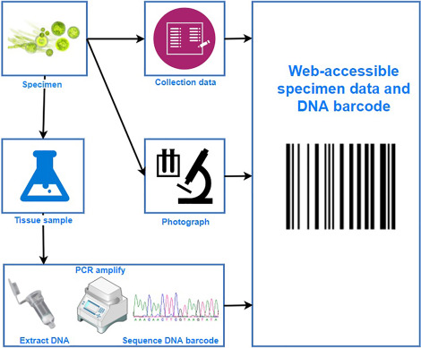 dna barcode