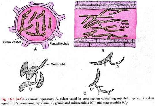 deuteromycota diagram