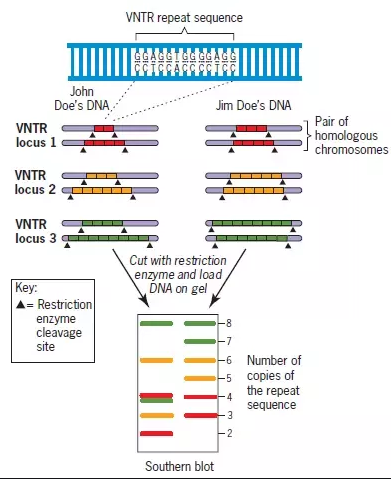 Genetic Markers: Key Tools in Modern Genomics : Plantlet