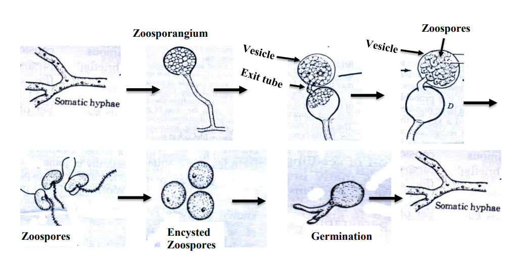 Oomycetes Life Cycle