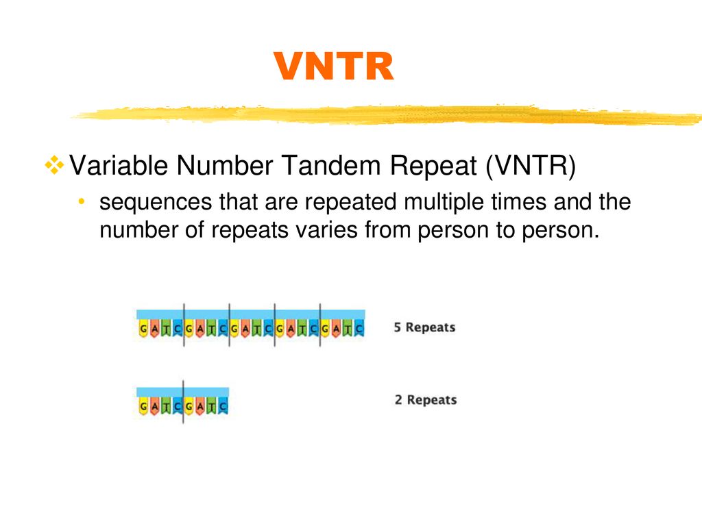 variable number tandem repeats