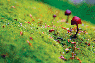 Deuteromycetes: The Fungi Imperfecti : Plantlet