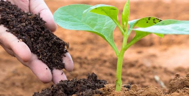 soil-organic-matters-plantlet