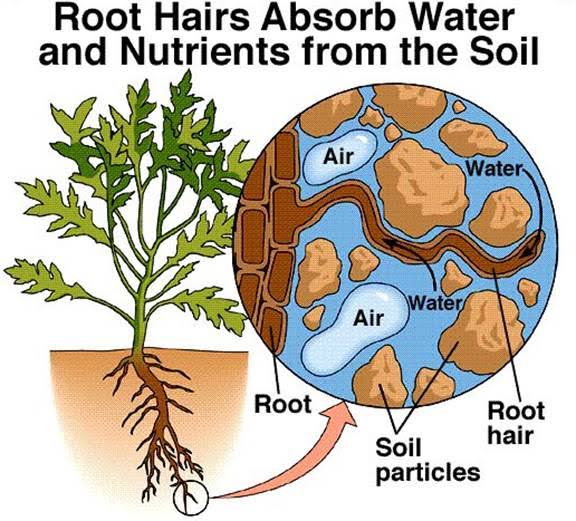 how-do-plants-absorb-nutrients-the-processes-explained-flourishing