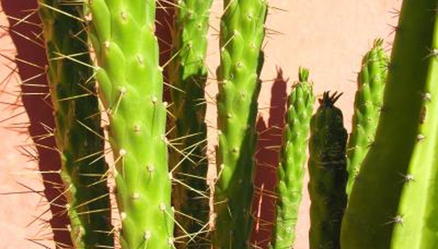 Cactus- It has spines rather than leaves