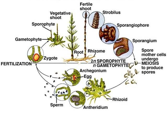 Equisetum: The Scouring Rushes : Plantlet