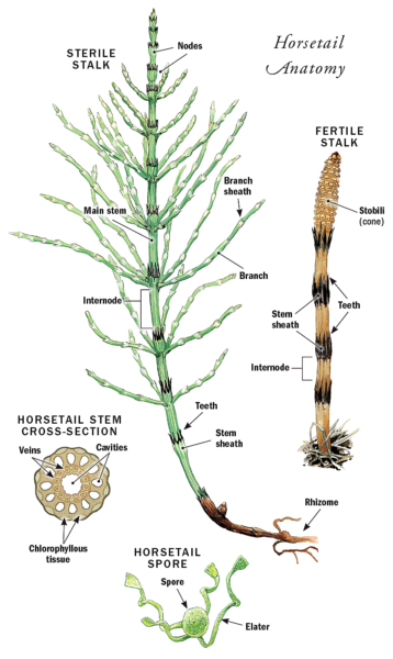 equisetum life cycle