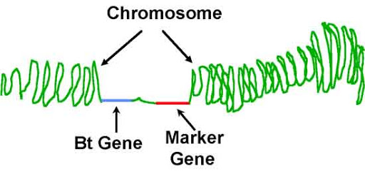 Genetic Markers: Key Tools in Modern Genomics : Plantlet