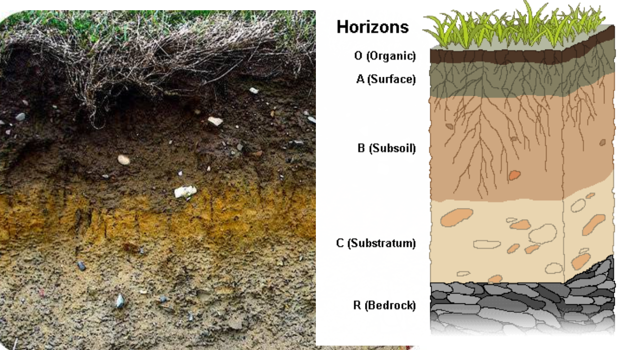 Soil Profile Diagrams Labelling