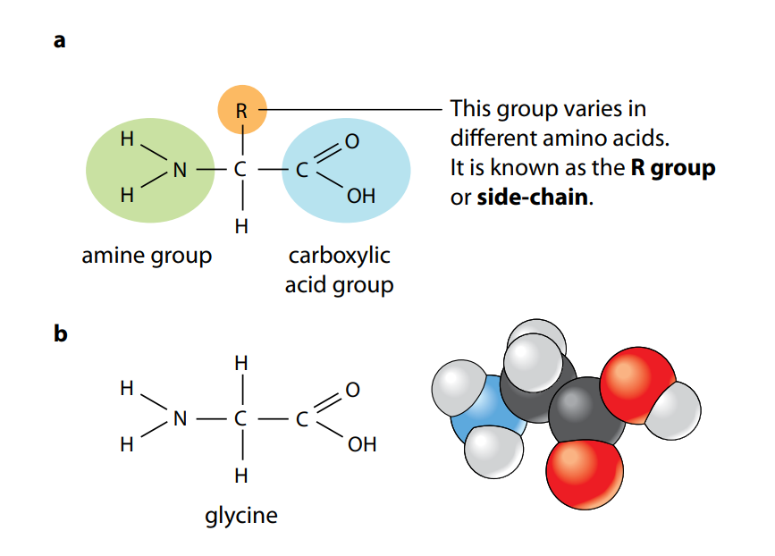 aspartic acid r group