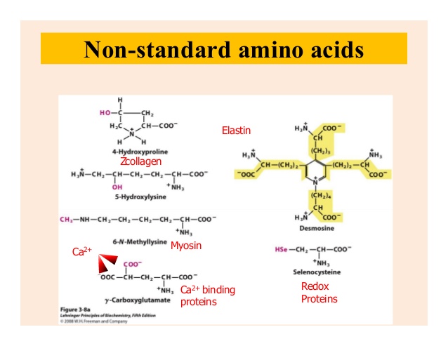 Аминокислота эластин. Amino acids. Селеноцистеин Синтез. Селеноцистеин функции. Amino acid Analyses.