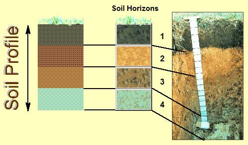 soil profile diagrams labelling