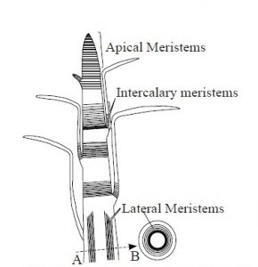 intercalary meristem in grasses