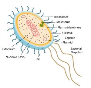 Bacterial Structure : Plantlet