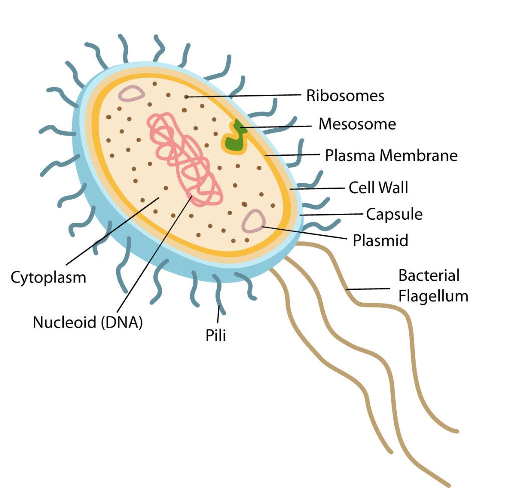 structure of bacteria assignment