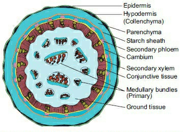 labeling primary growth structures ground tissue