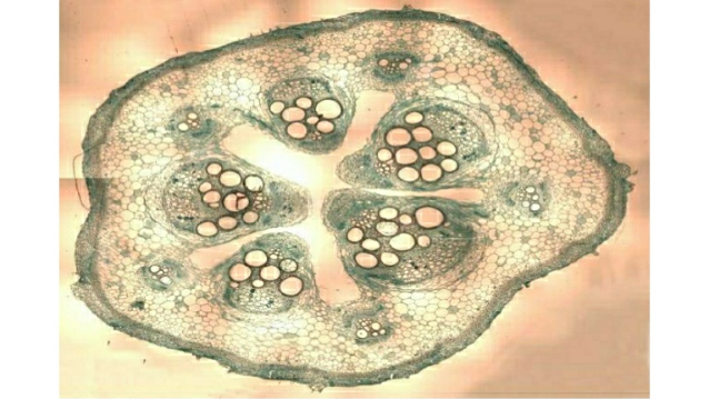 anomalous-secondary-growth-plantlet