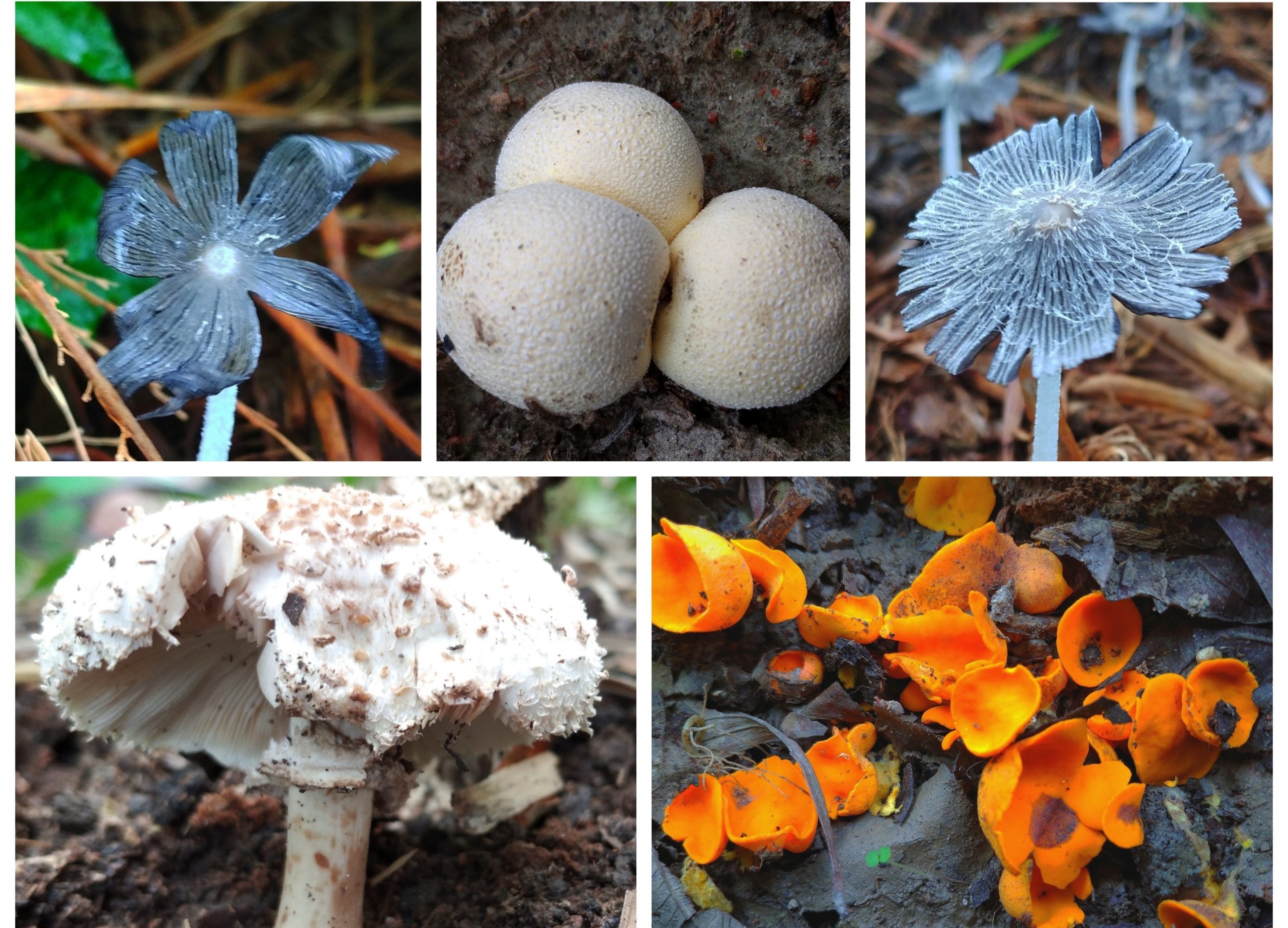 What Are The Species Of Fungi