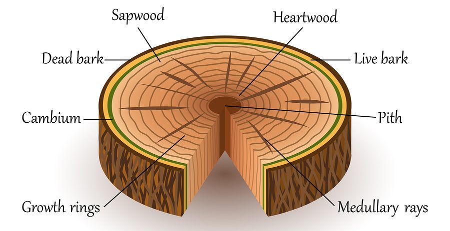 Internal Structure of Wood : Plantlet