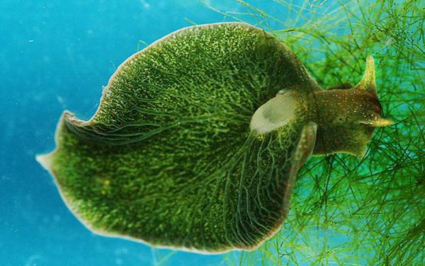 Elysia chlorotica: The Solar-Powered Half Animal, Half Plant Sea Slug :  Plantlet