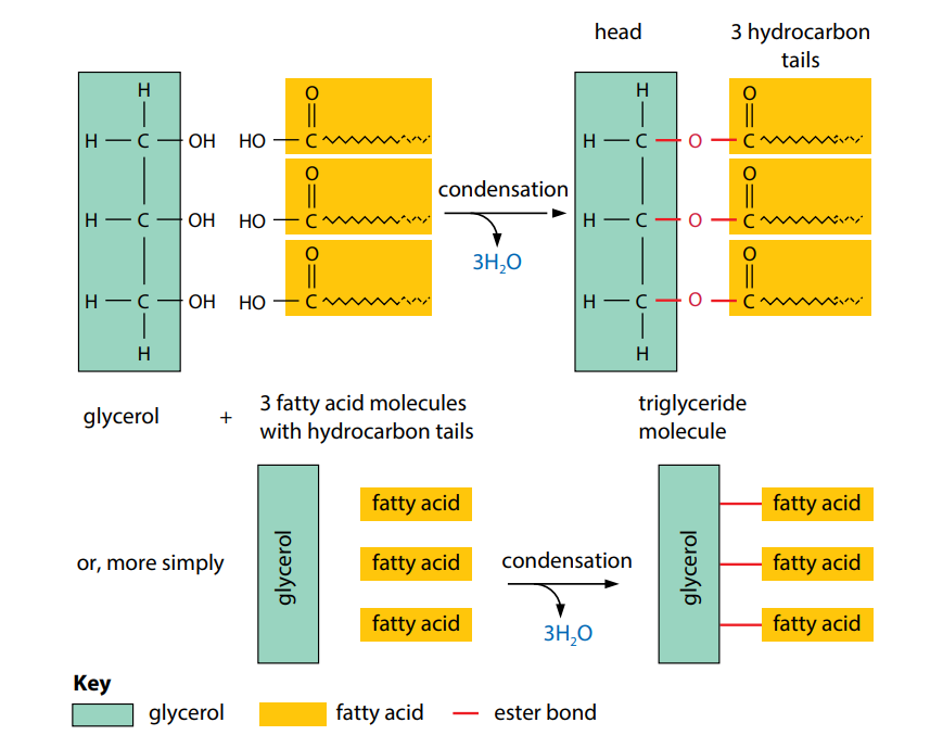 structure of fatty acid and glycerol