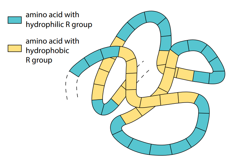 Protein and Peptides An Inevitable Source of Nutrition (Part 2) Plantlet