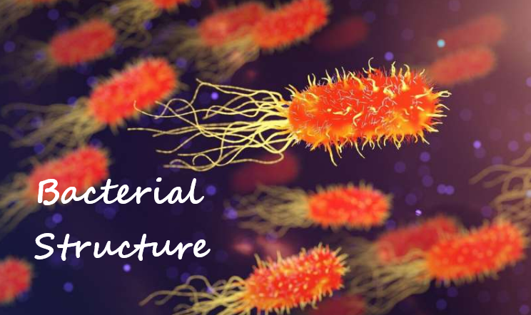 Bacterial Structure : Plantlet