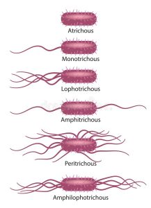 Bacterial Structure : Plantlet