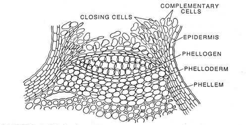 lenticel diagram