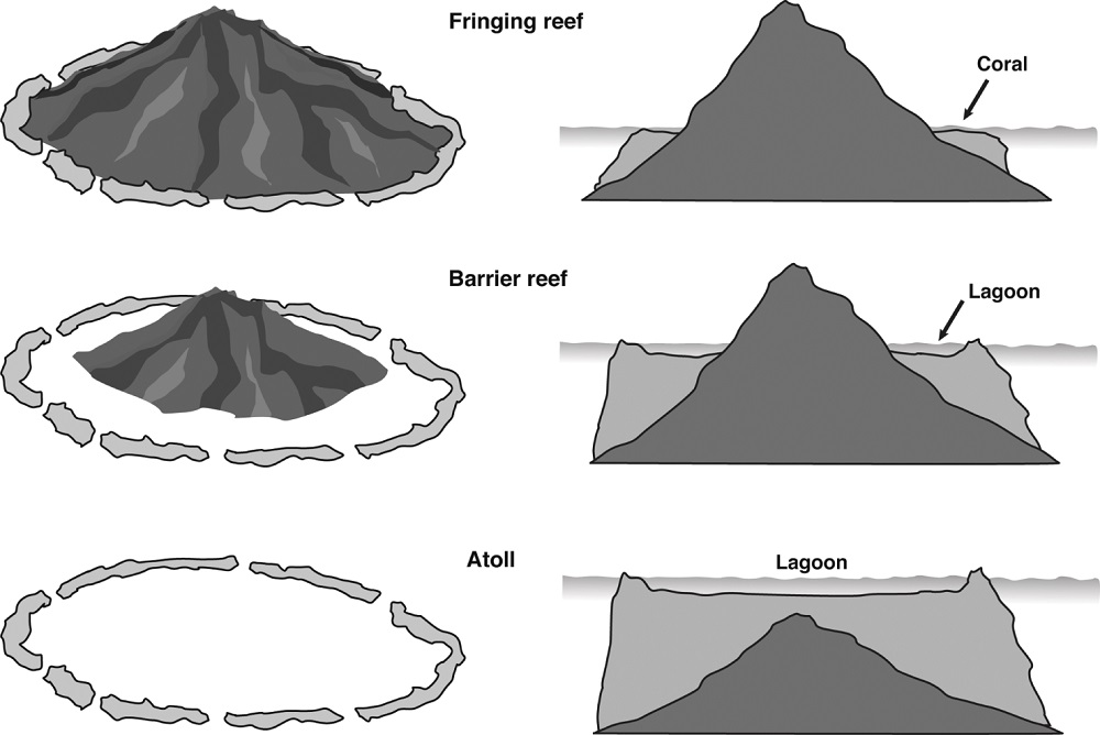 Coral Reefs: Types, Formation and Importance : Plantlet